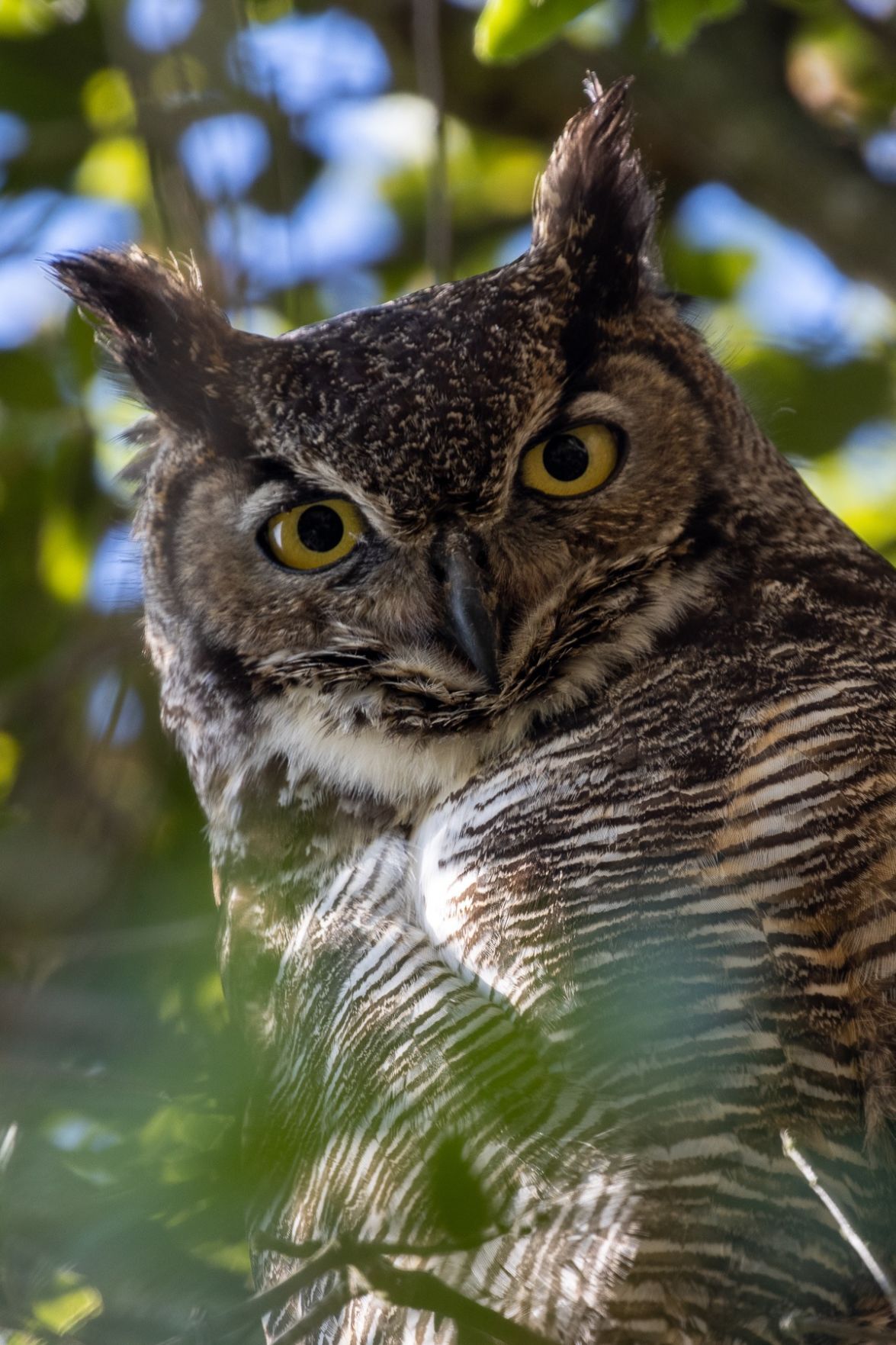 Great horned owl